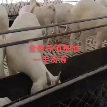 美国白波尔山羊