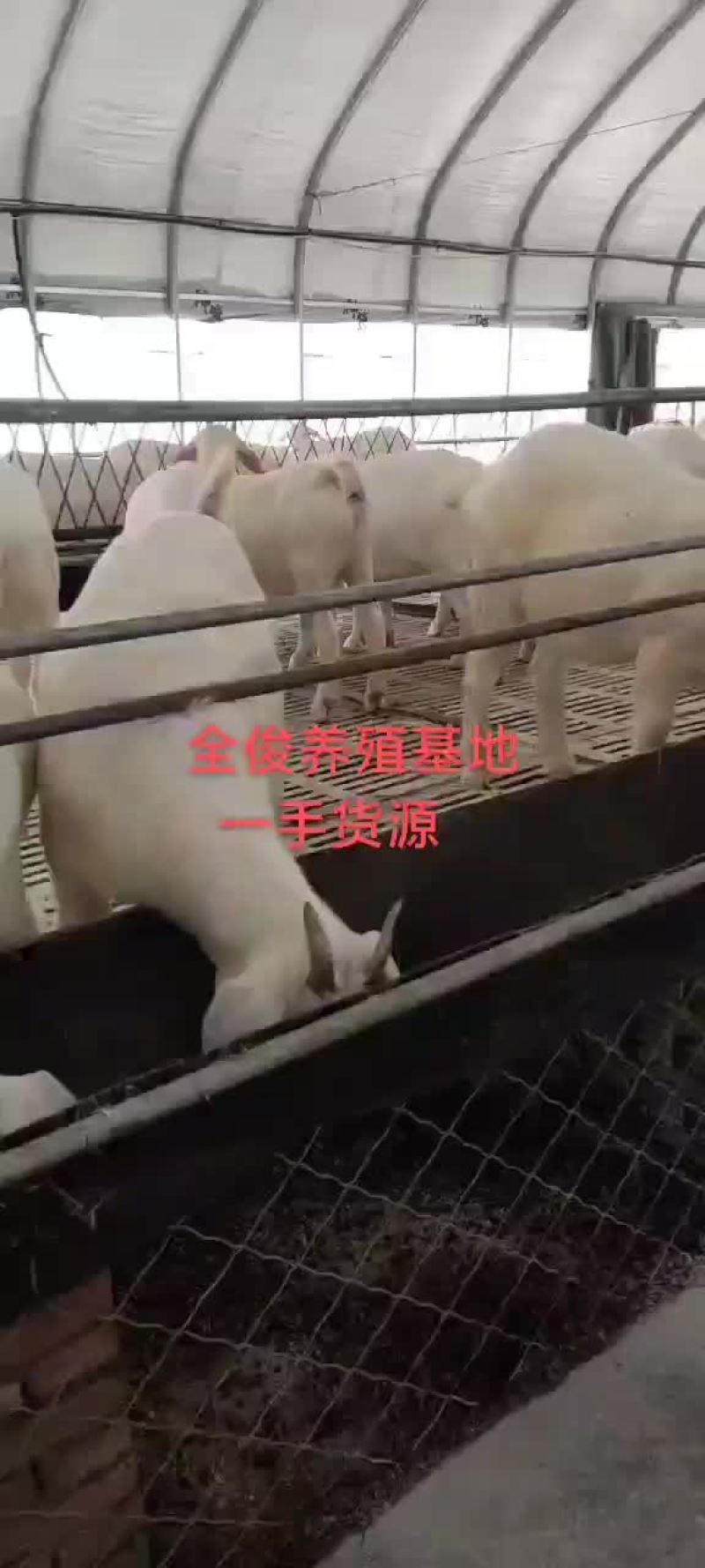美国白波尔山羊