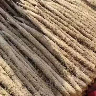 白玉山药大量现货供应，对应全国各地市场，电商加工厂