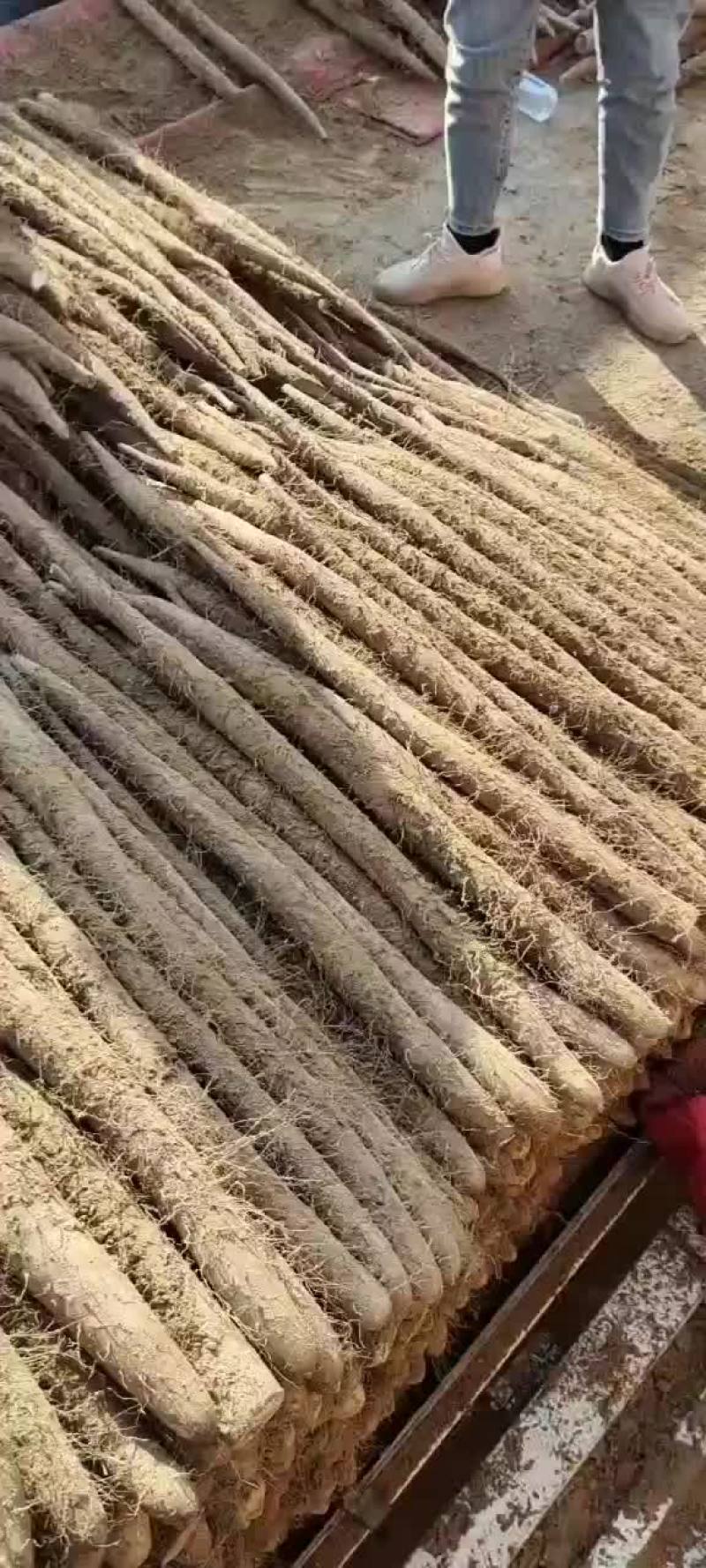 白玉山药大量现货供应，对应全国各地市场，电商加工厂