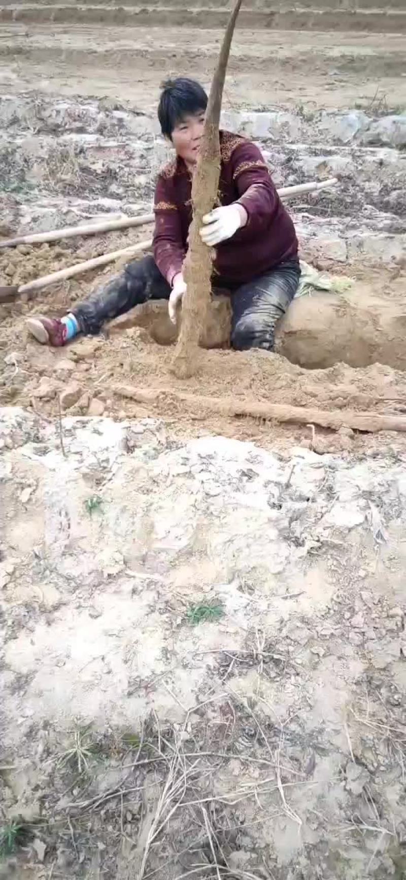 白玉山药大量现货供应，对应全国各地市场，电商加工厂