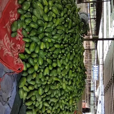 河口大量木瓜，大青，中白上市
