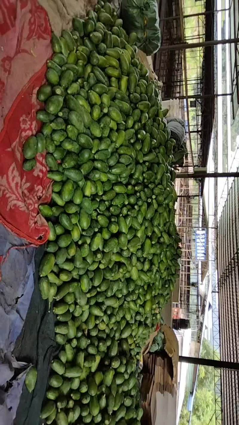 河口大量木瓜，大青，中白上市