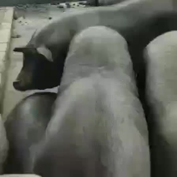 精品大肥猪
