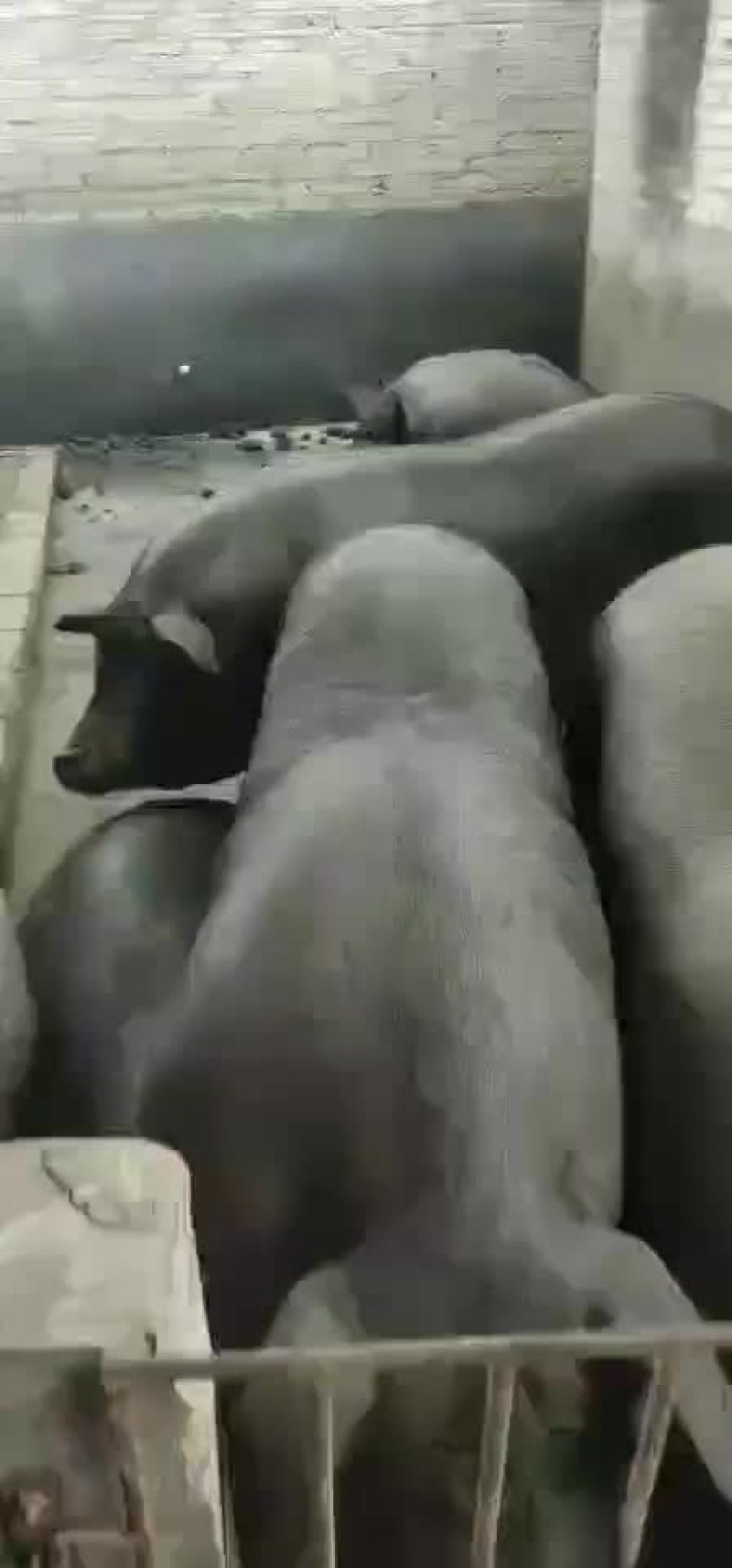精品大肥猪