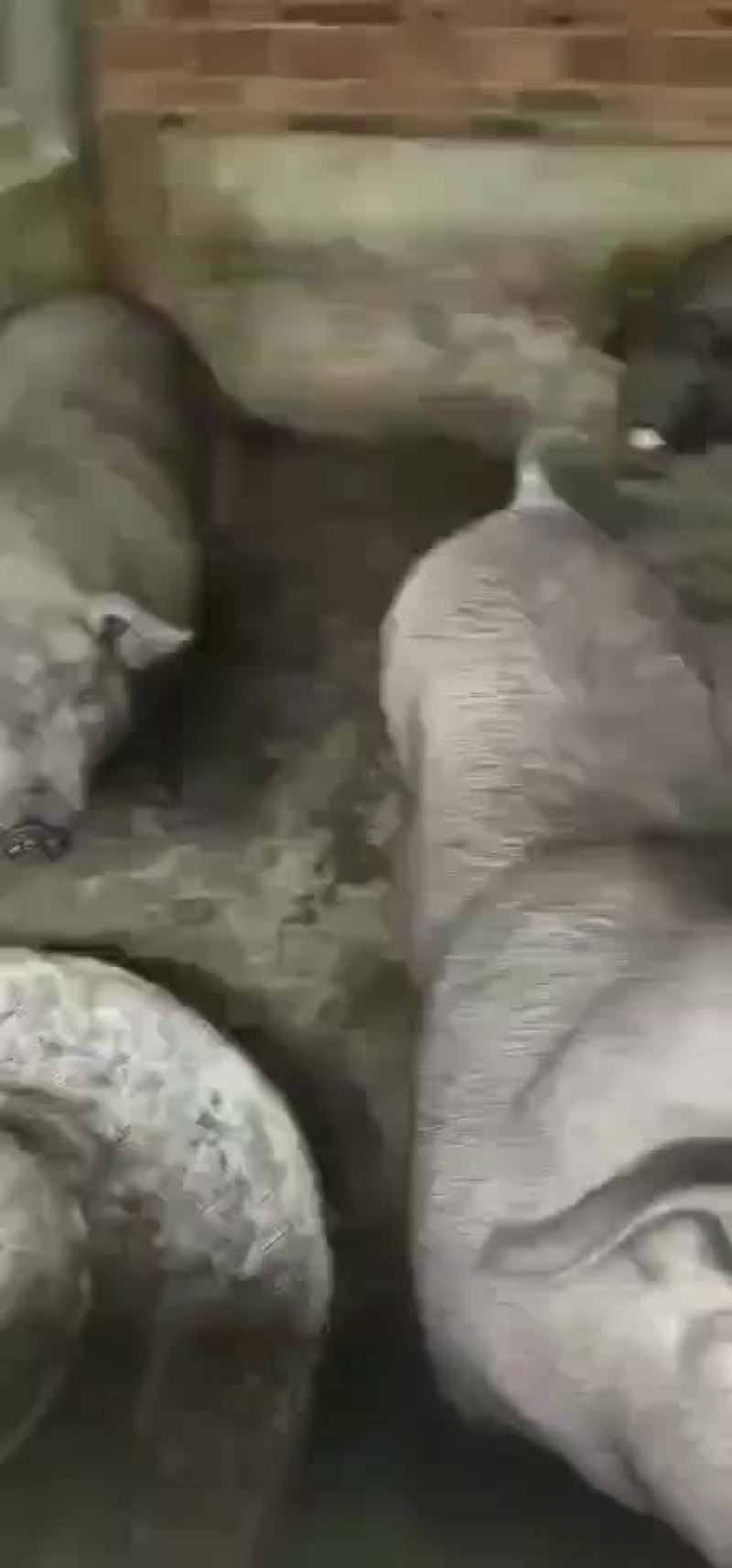 精品大肥猪