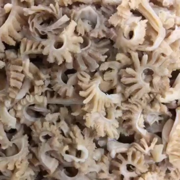 鲨鱼鞭花