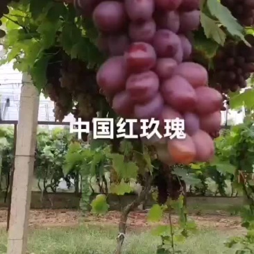 红玫瑰葡萄苗，一年生，贝达嫁接南北方适合种植