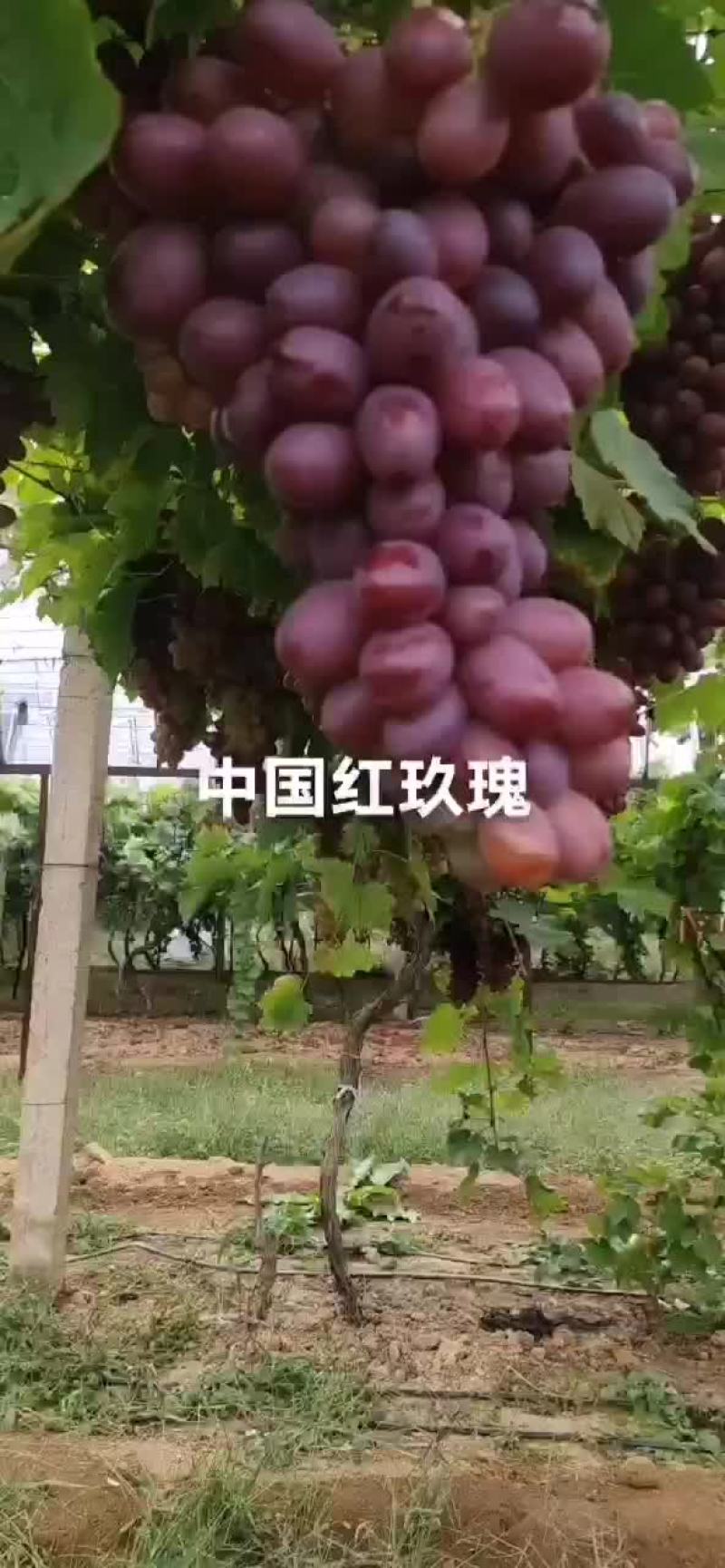红玫瑰葡萄苗，一年生，贝达嫁接南北方适合种植