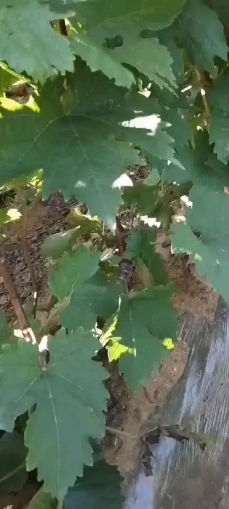 红玫瑰葡萄苗，一年生，贝达嫁接南北方适合种植