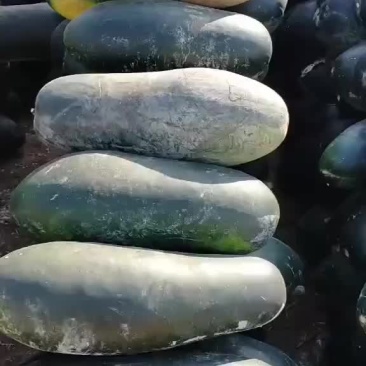 黑皮冬瓜