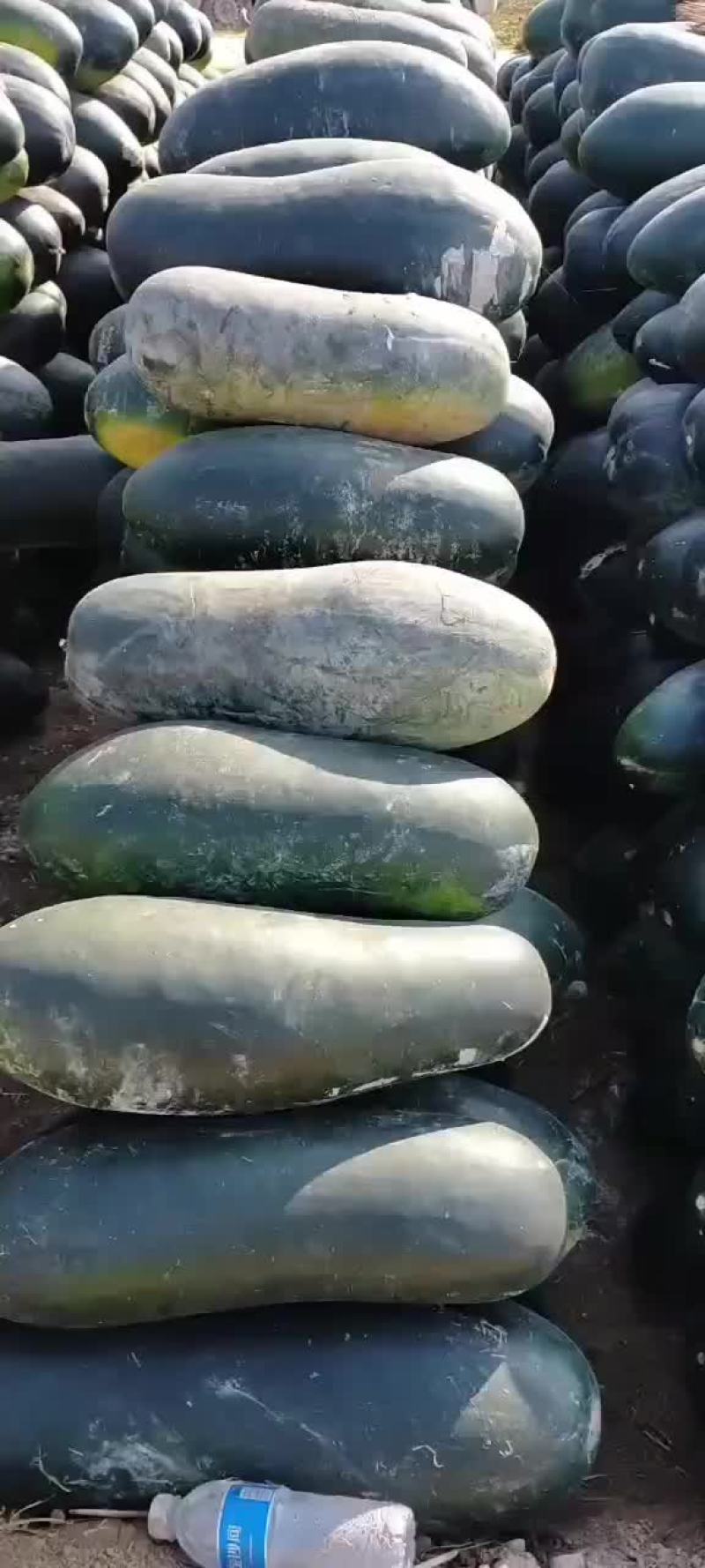 黑皮冬瓜