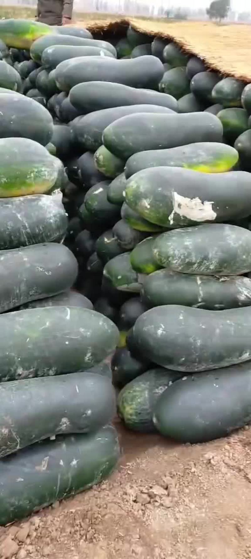 黑皮冬瓜