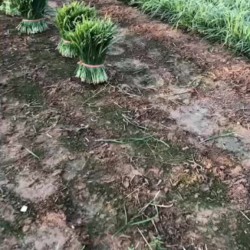 雪韭