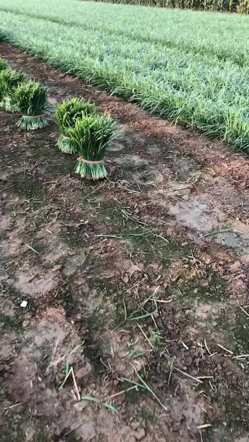 雪韭