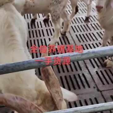 白山羊种公羊