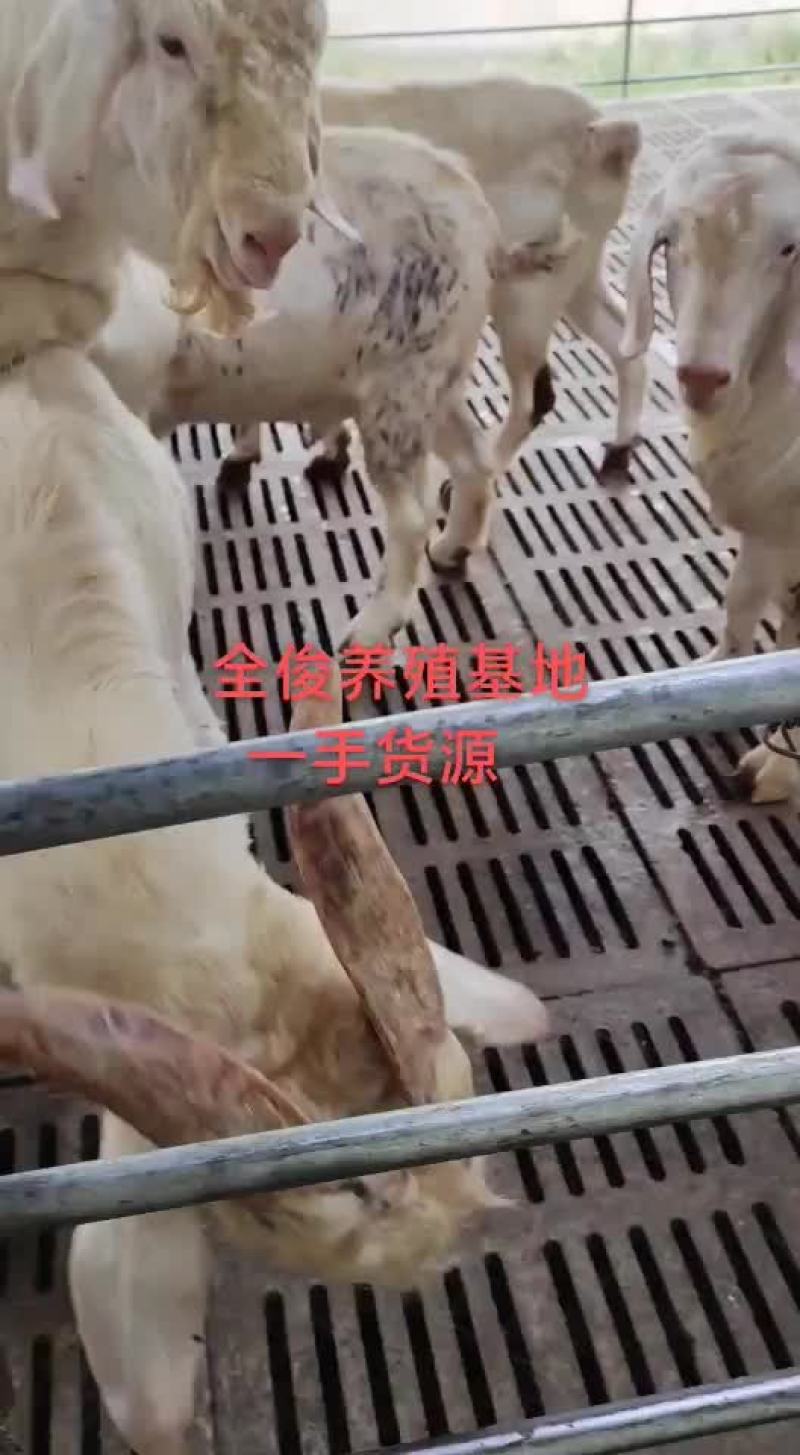 白山羊种公羊