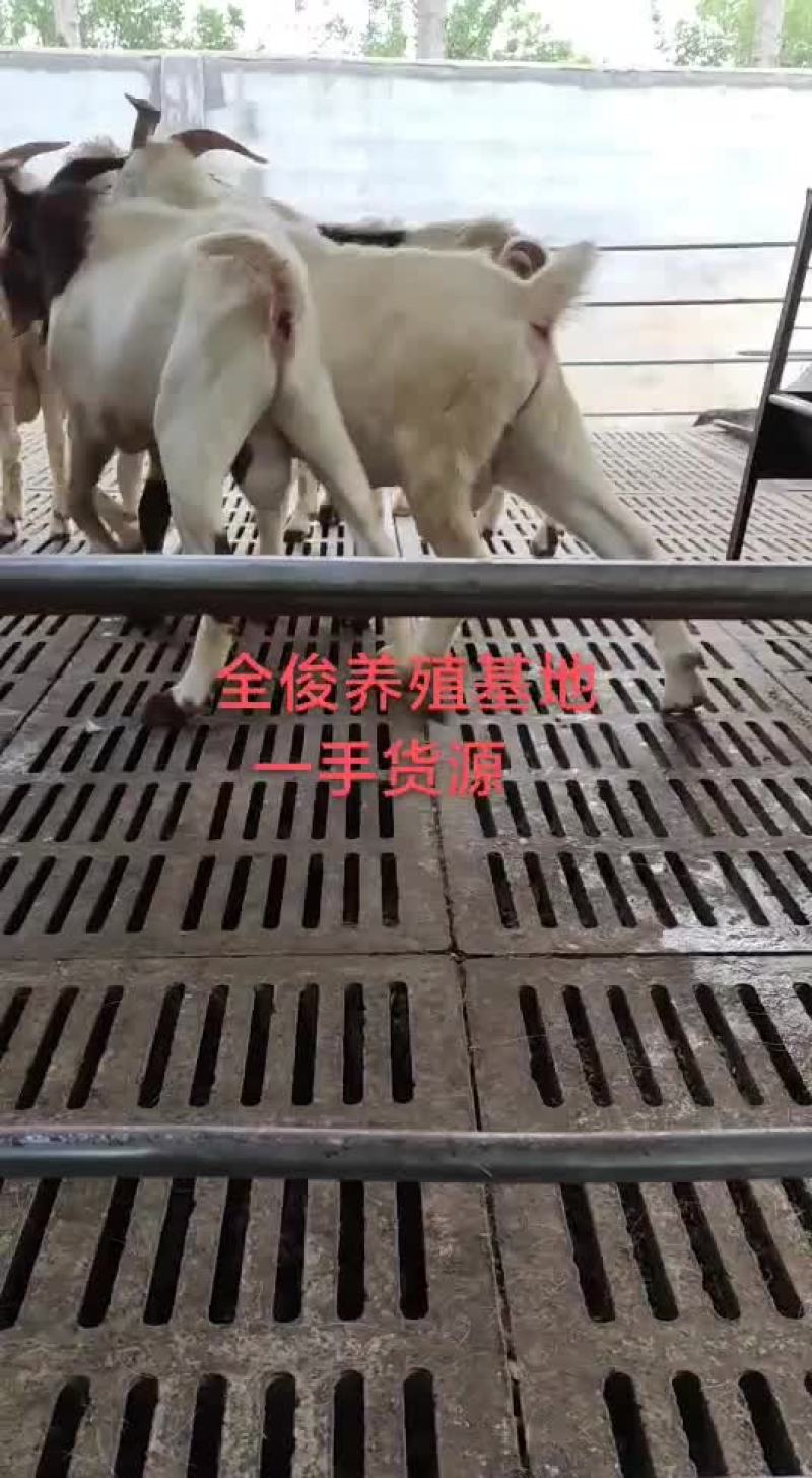 白山羊种公羊