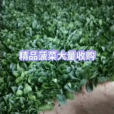 精品菠菜需要的抓紧联系
