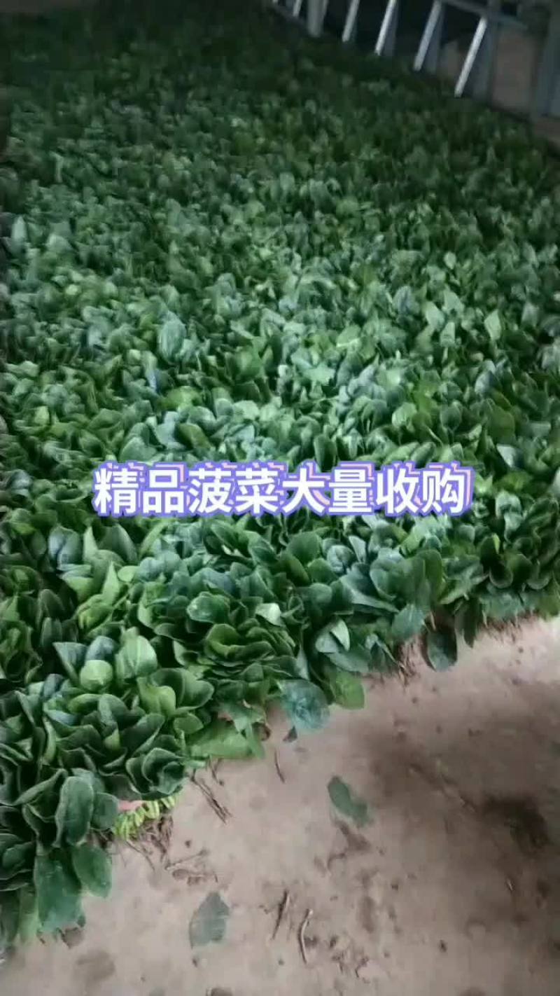 精品菠菜需要的抓紧联系