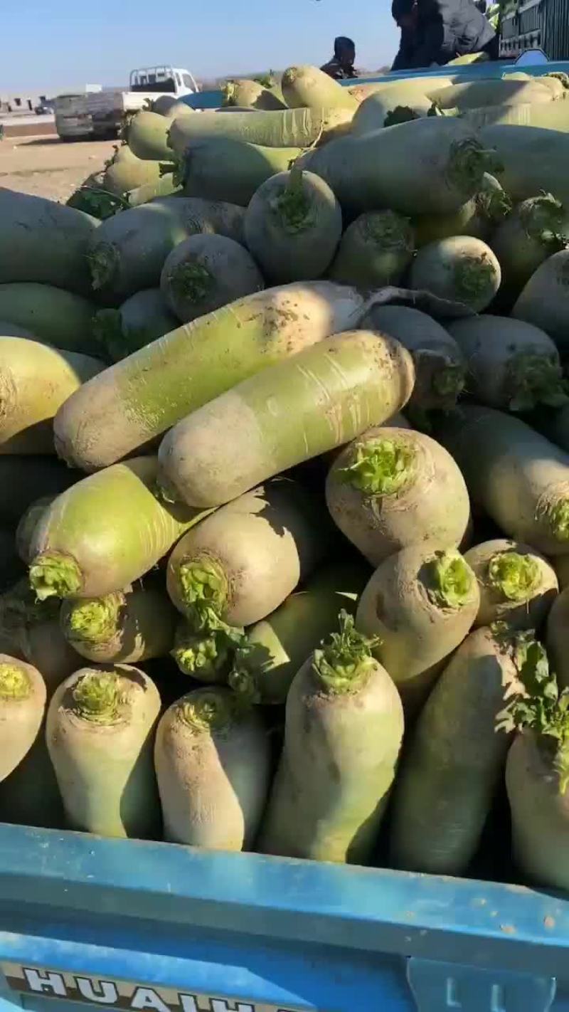 绿萝卜