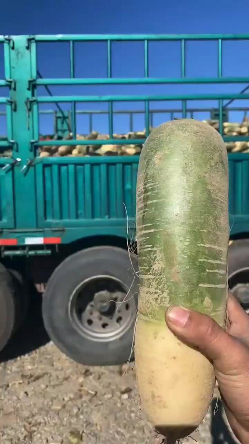 绿萝卜，产地直发，量大