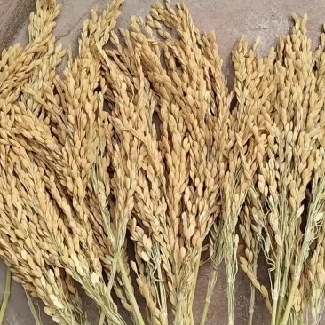 晚稻元粒，黄华占，