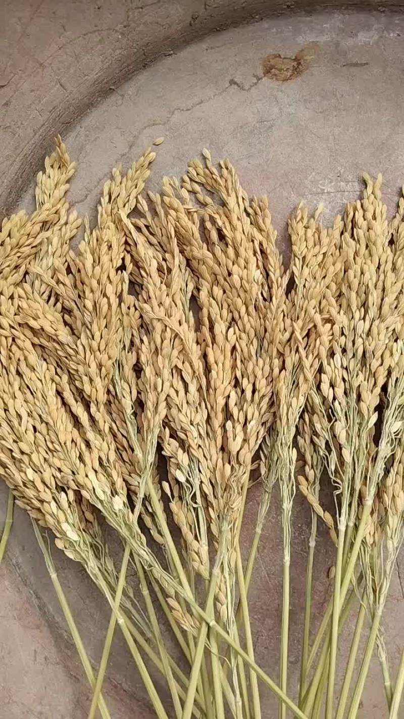 晚稻元粒，黄华占，