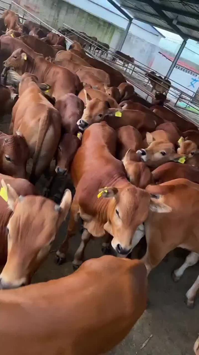 西门塔尔牛专车包运输提供养殖技术