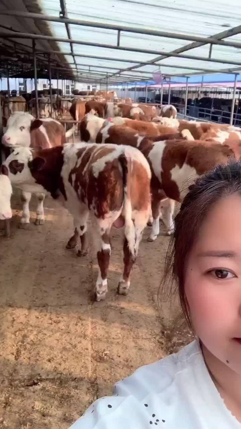 夏洛莱牛买十头送一头包回收包技术一手货源基地直供