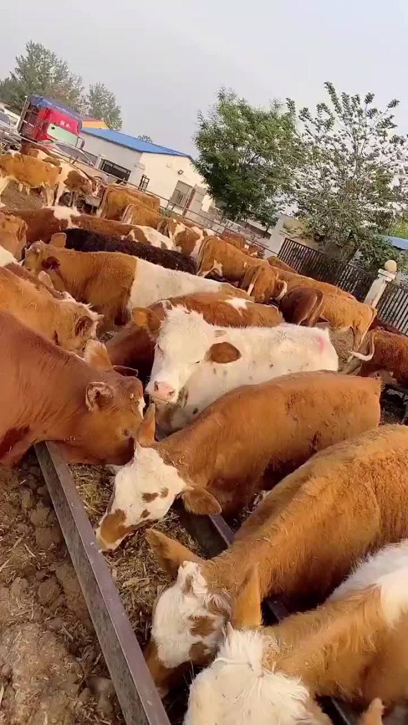黄牛自繁自养价格便宜质量纯正买牛有补贴包送