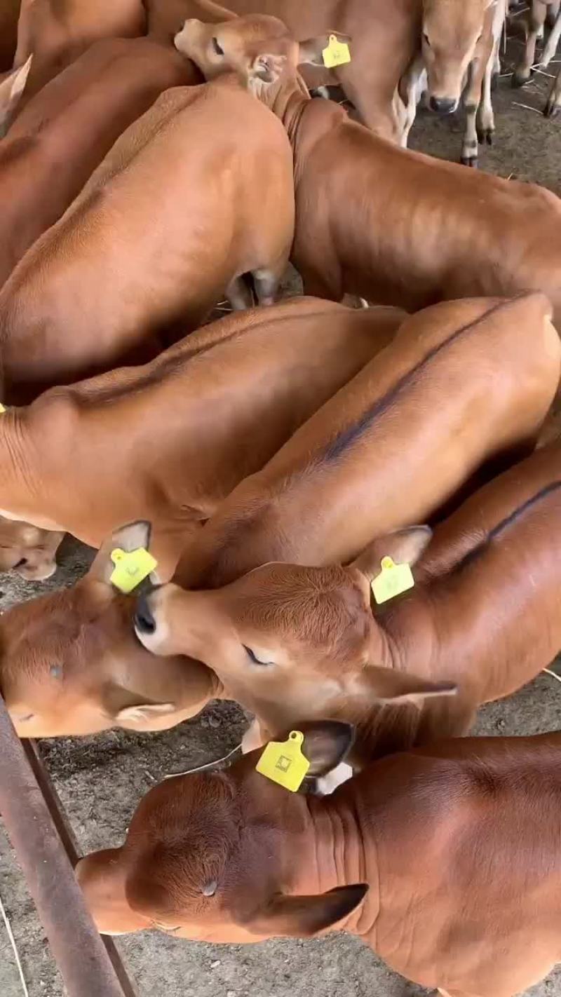 黄牛自繁自养价格便宜质量纯正买牛有补贴包送