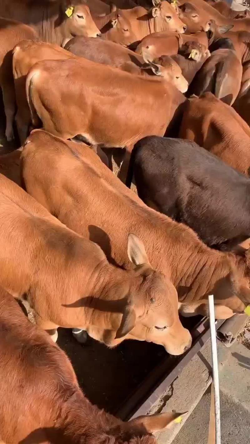 黄牛自繁自养价格便宜质量纯正买牛有补贴包送