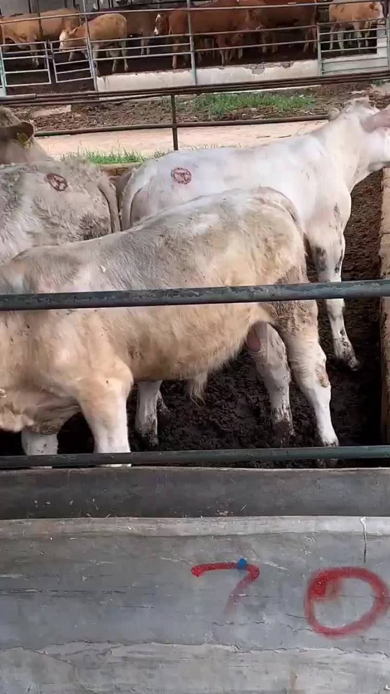 黄牛自繁自养价格便宜质量纯正买牛有补贴包送