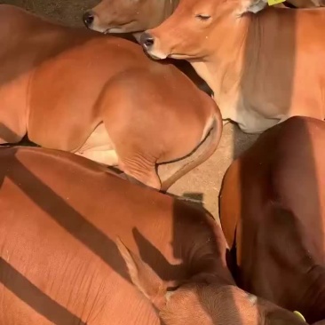 西门塔尔牛活牛西门塔尔肉牛买十头送一头专车包运输