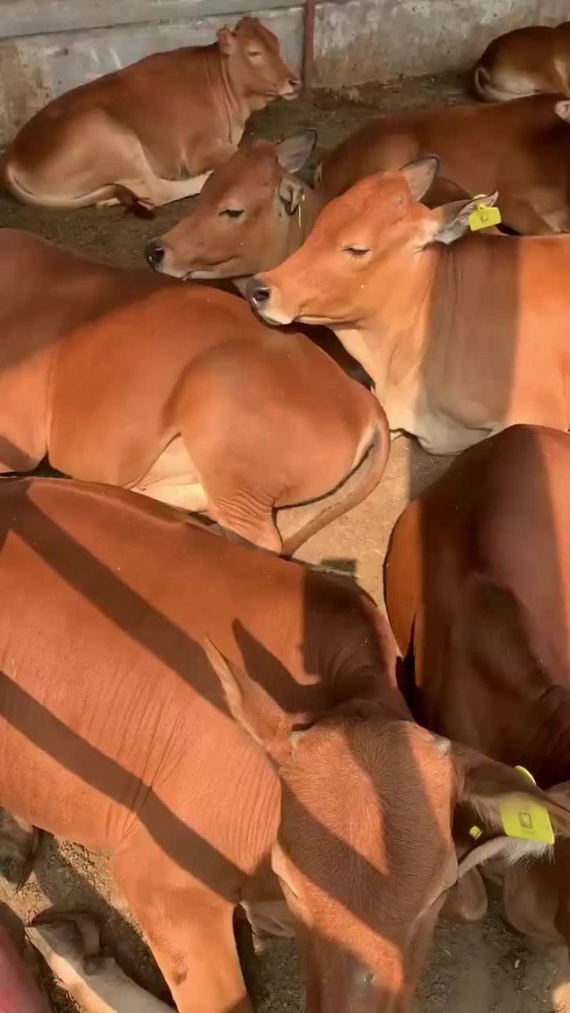 西门塔尔牛活牛西门塔尔肉牛买十头送一头专车包运输