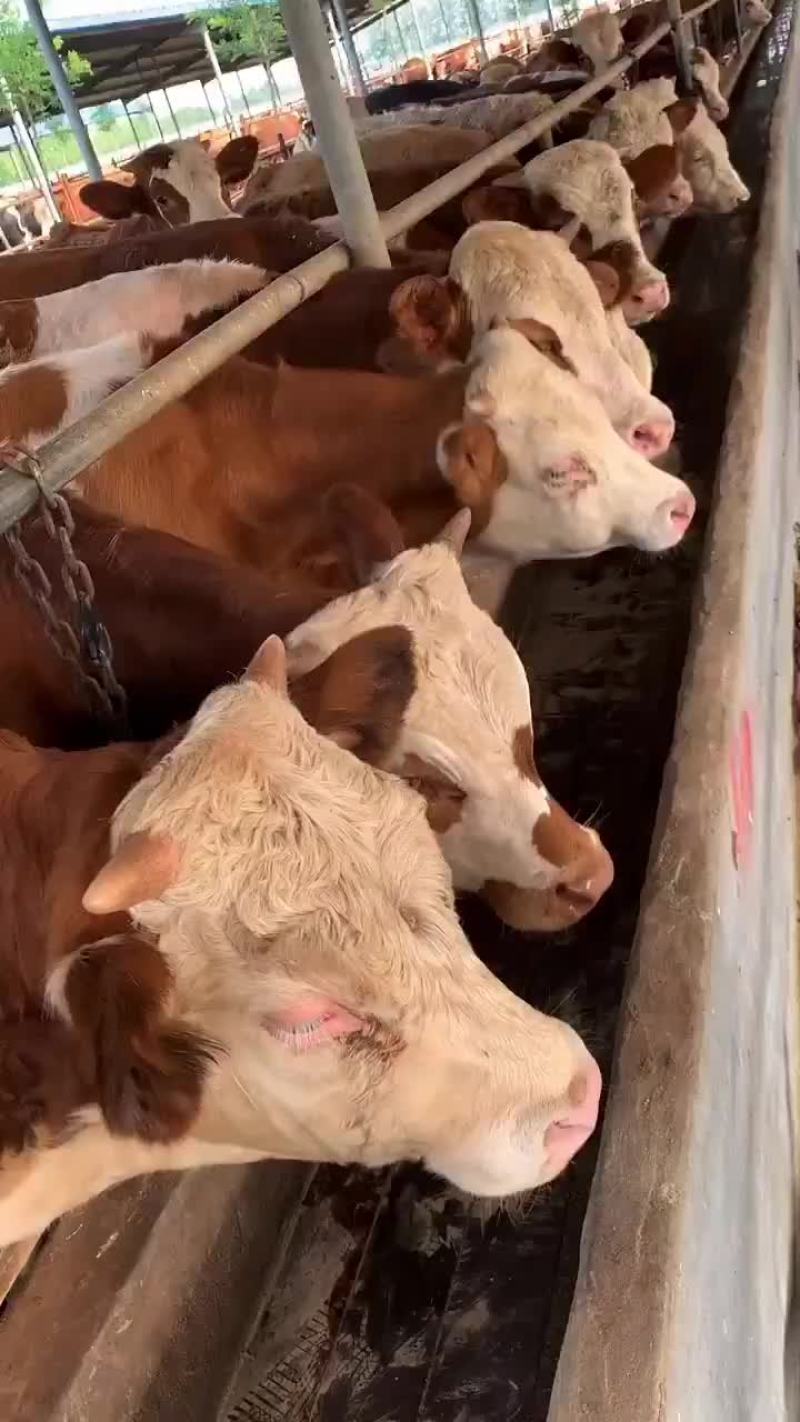 西门塔尔牛活牛西门塔尔肉牛买十头送一头专车包运输