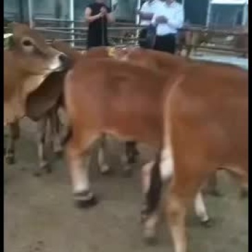 肉牛厂家直销品种好涨势强货到付款任意挑选