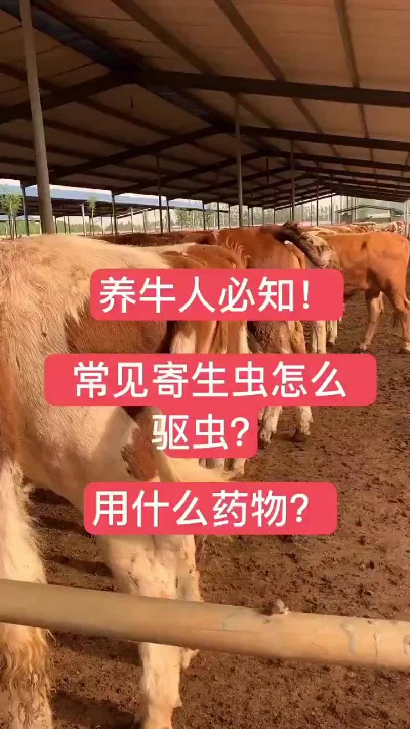 肉牛厂家直销品种好涨势强货到付款任意挑选