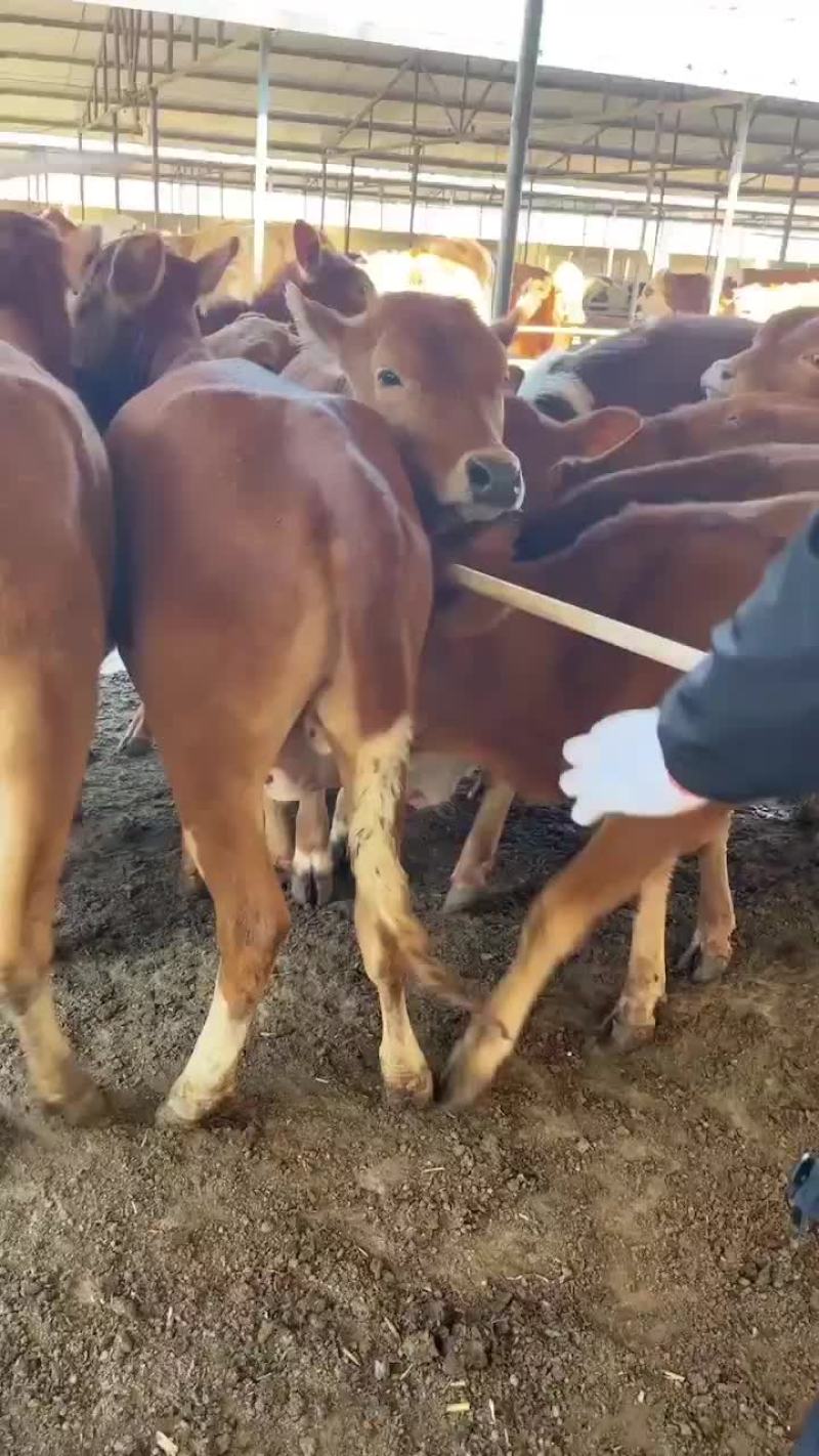肉牛厂家直销品种好涨势强货到付款任意挑选