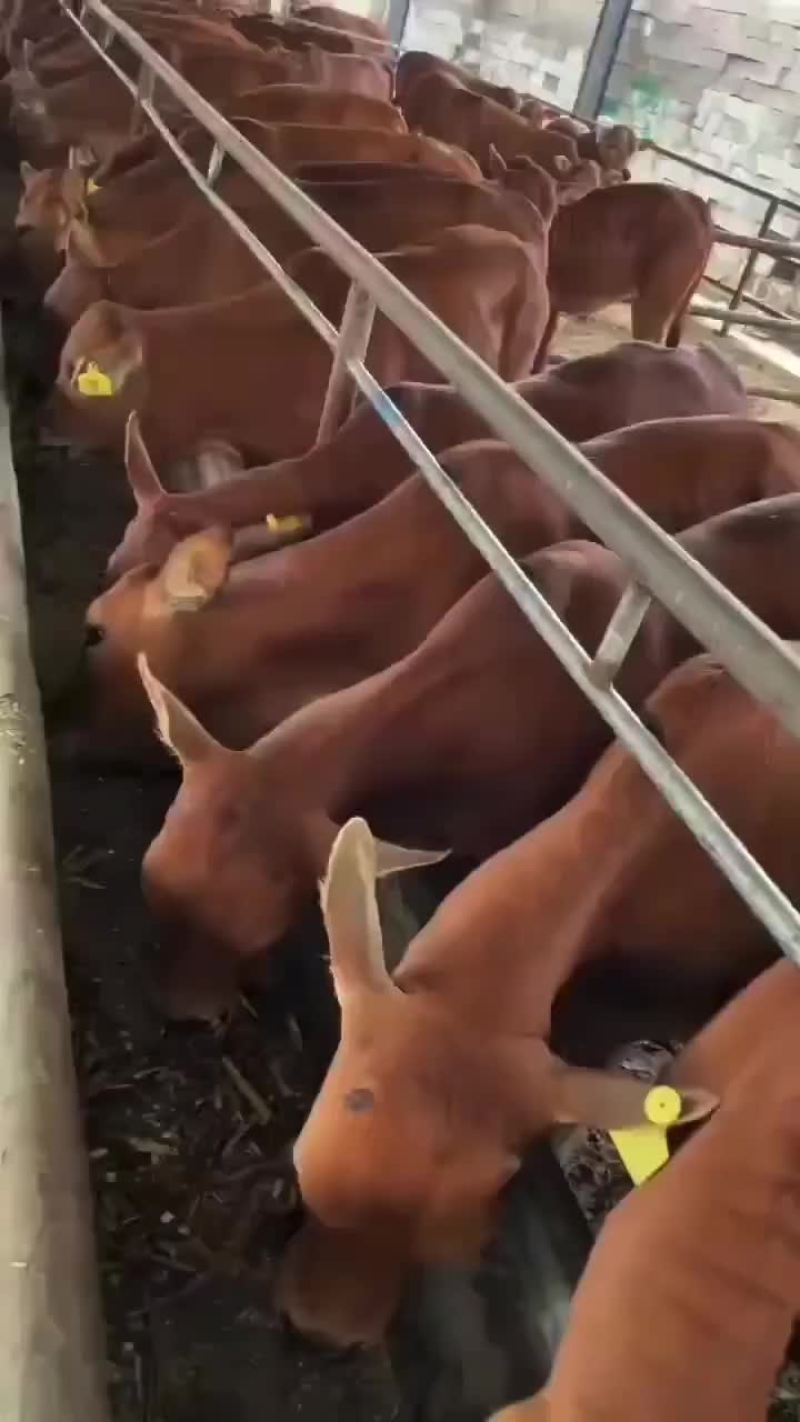 肉牛厂家直销品种好涨势强货到付款任意挑选