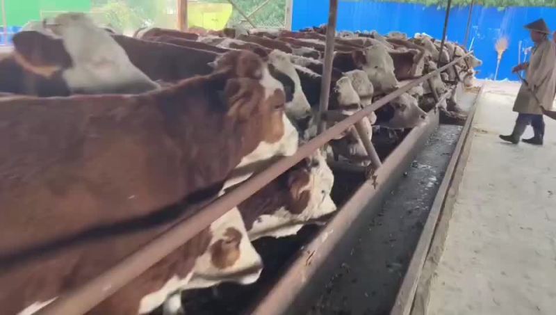 肉牛厂家直销品种好涨势强货到付款任意挑选