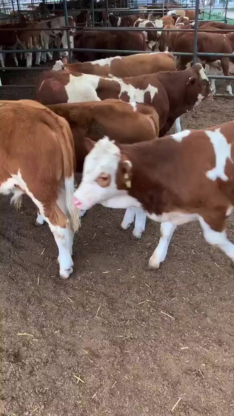 肉牛厂家直销品种好涨势强货到付款任意挑选