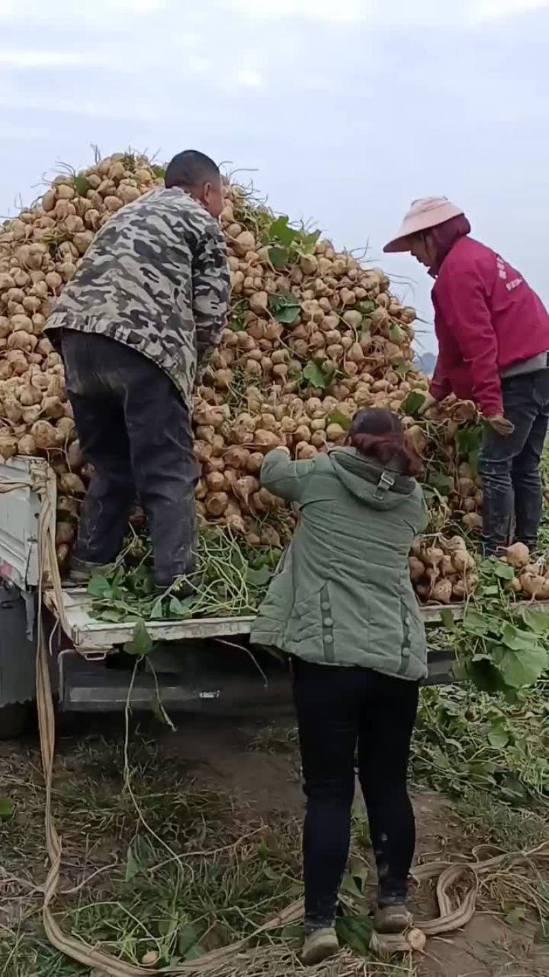 优质地瓜