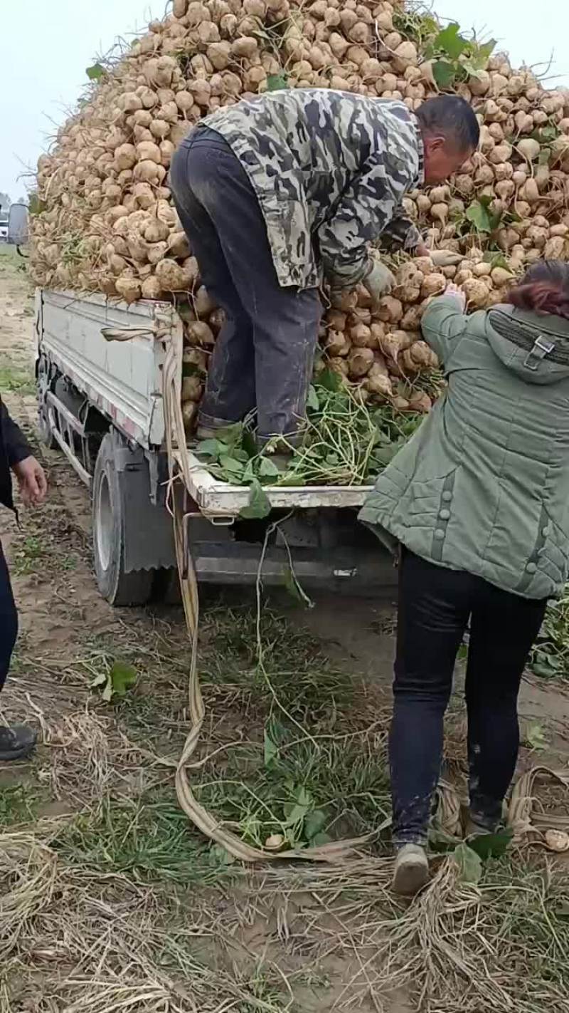 优质地瓜