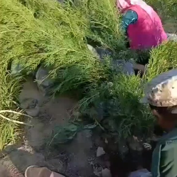 侧柏