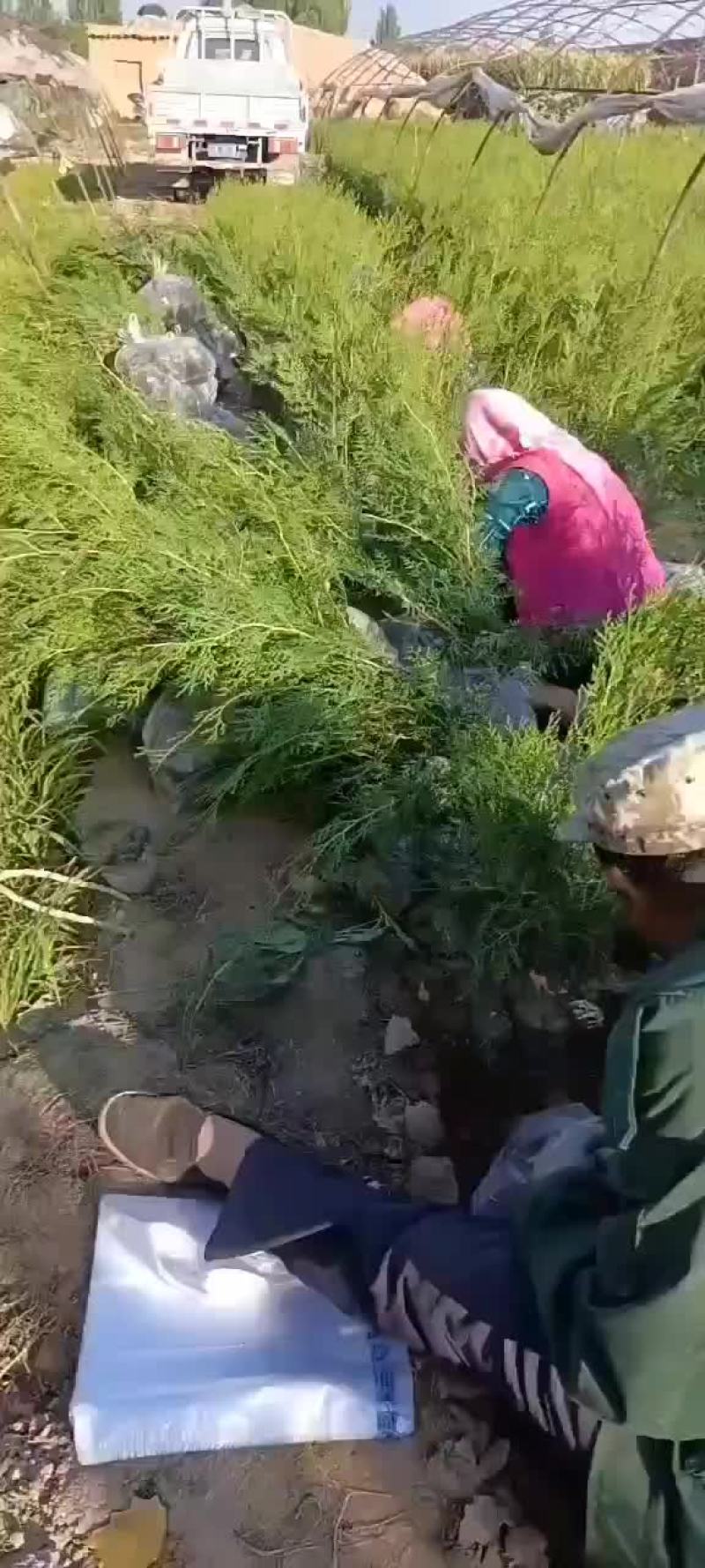 侧柏