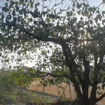 梨树
