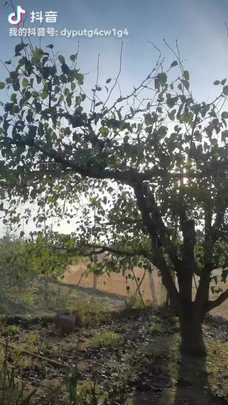 梨树
