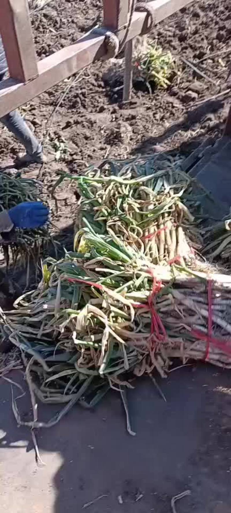 大葱